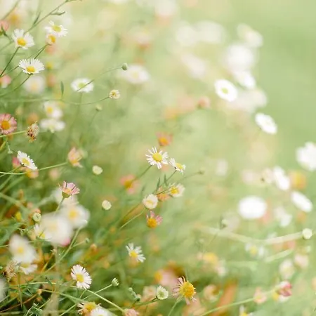 Domaine Finili Cauro